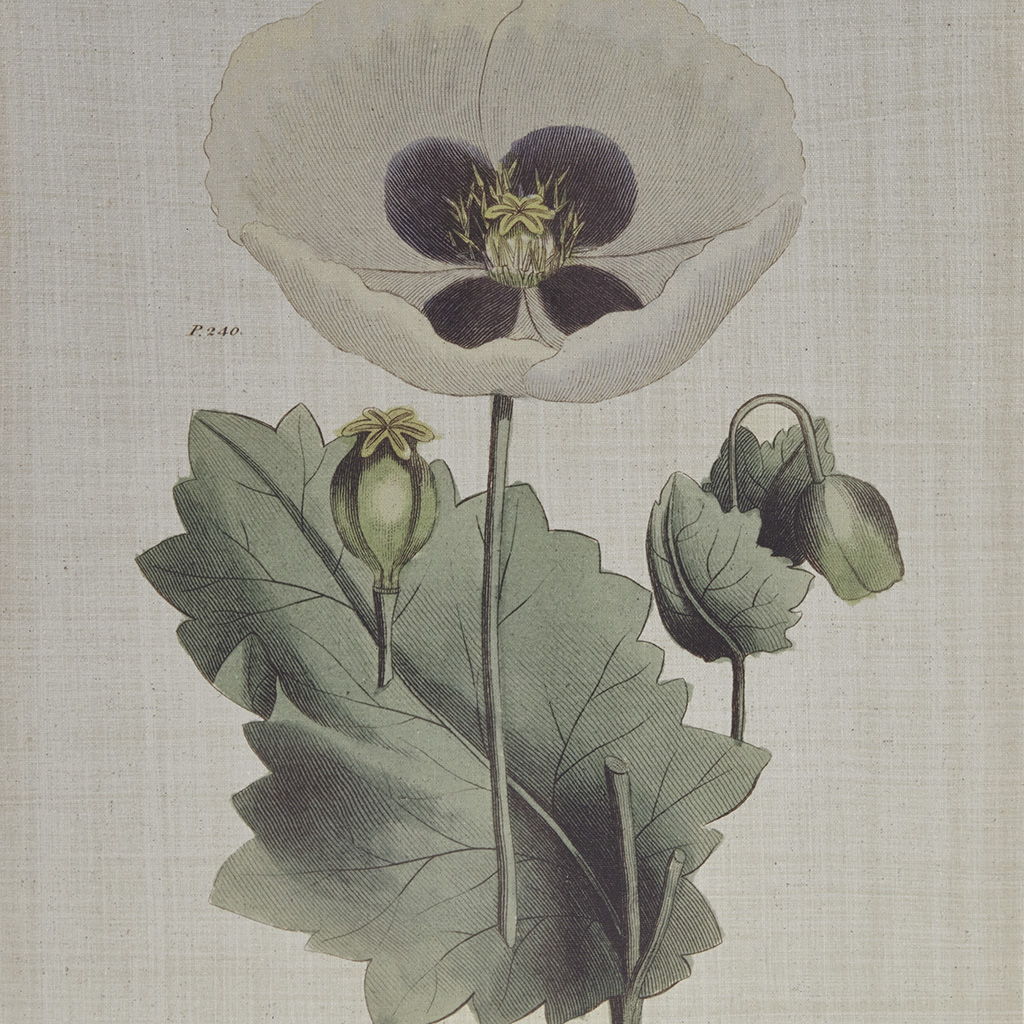 Herbal Botany - Framed Linen Canvas (Set of 4) - Green