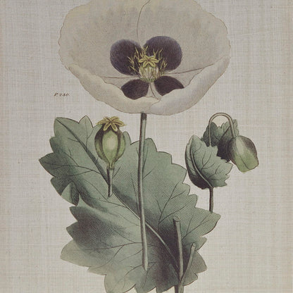 Herbal Botany - Framed Linen Canvas (Set of 4) - Green